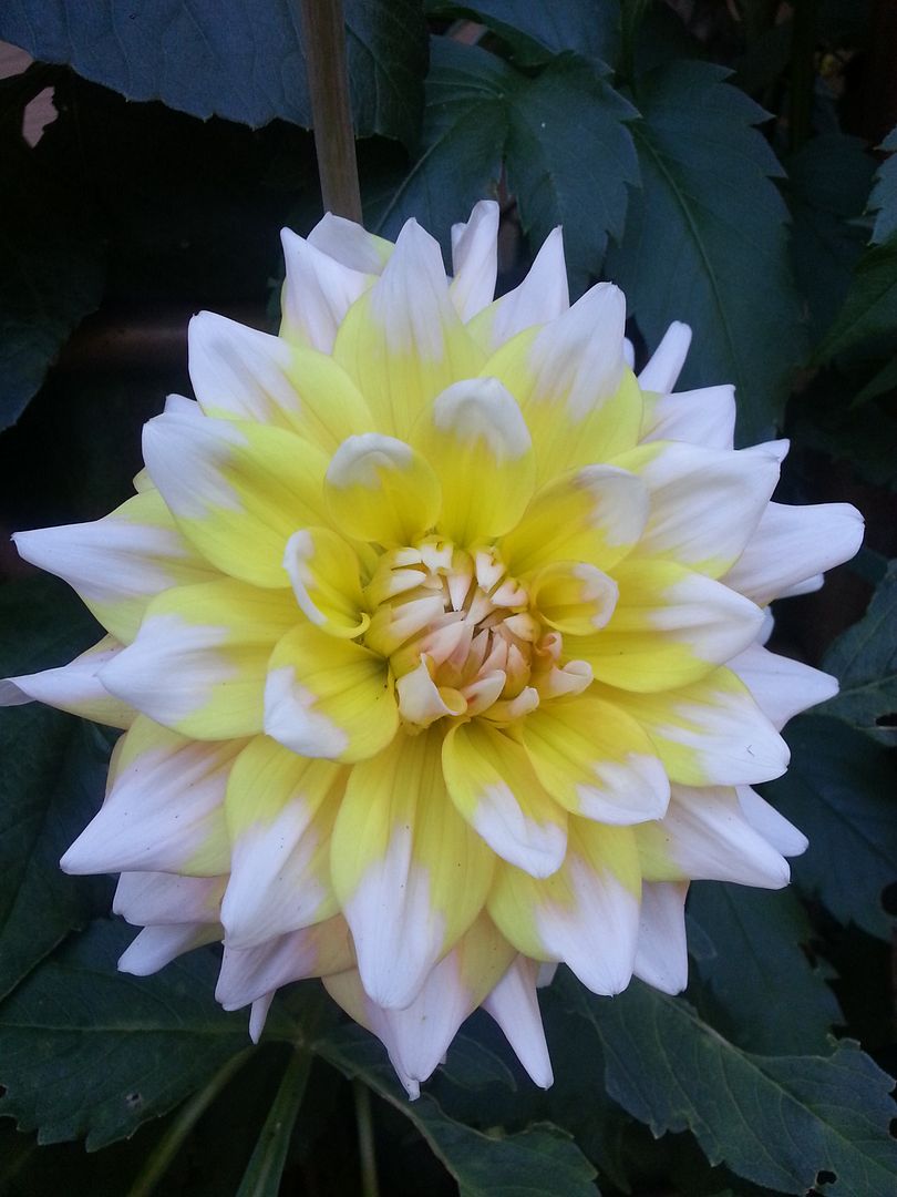  photo 20140913_092408_zps6tl02gsk.jpg